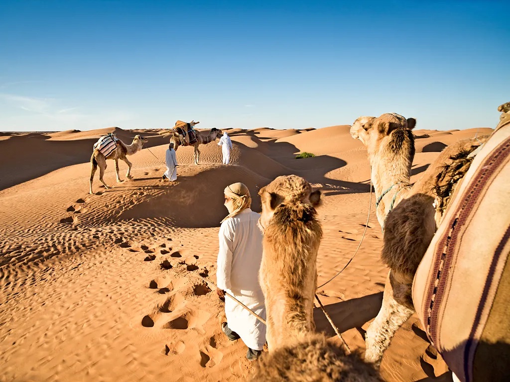 Camel Rides